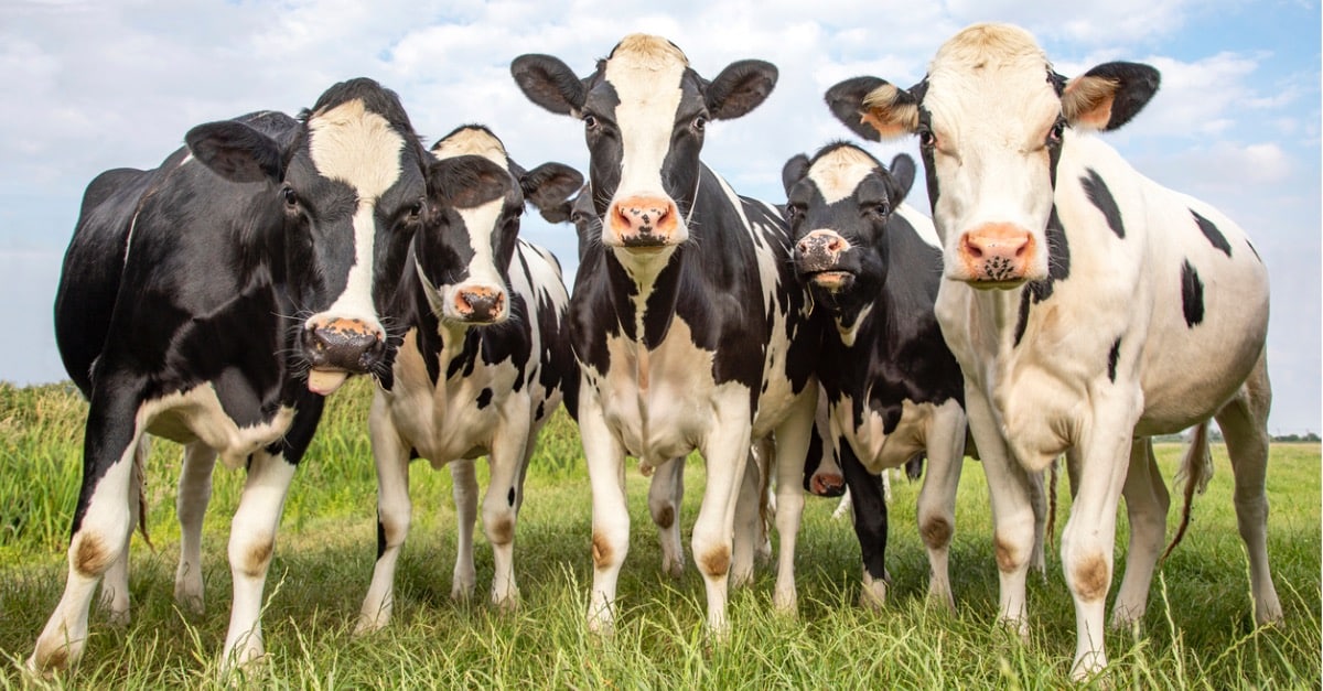 A group of happy dairy cows look into the camera